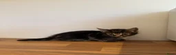Mixed Breed cats for sale: 5 Adorable Mixed Breed Kittens  - Advert 6