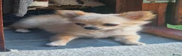 Chihuahua dogs for sale: Chihuahua long coat boy - Advert 7
