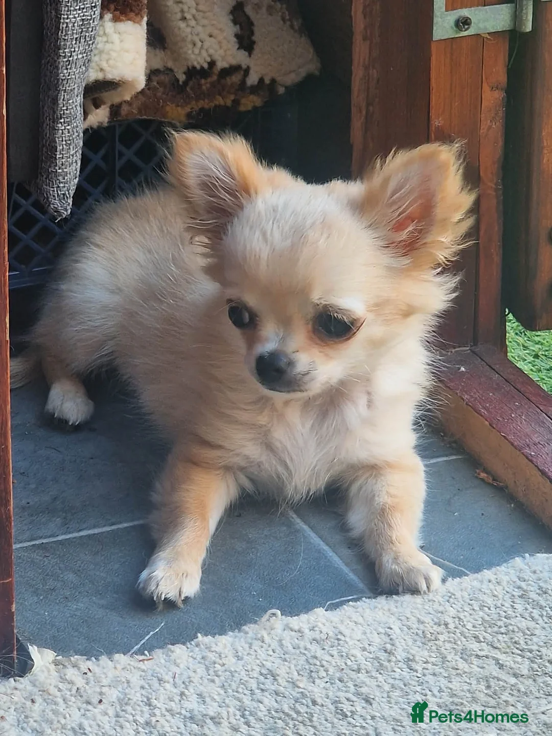 Chihuahua dogs for sale: Chihuahua long coat boy - Advert 7