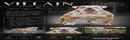 Olde English Bulldogge dogs for sale: 24 years 5⭐️Licensed & Registered, uk No 1  - Advert 36