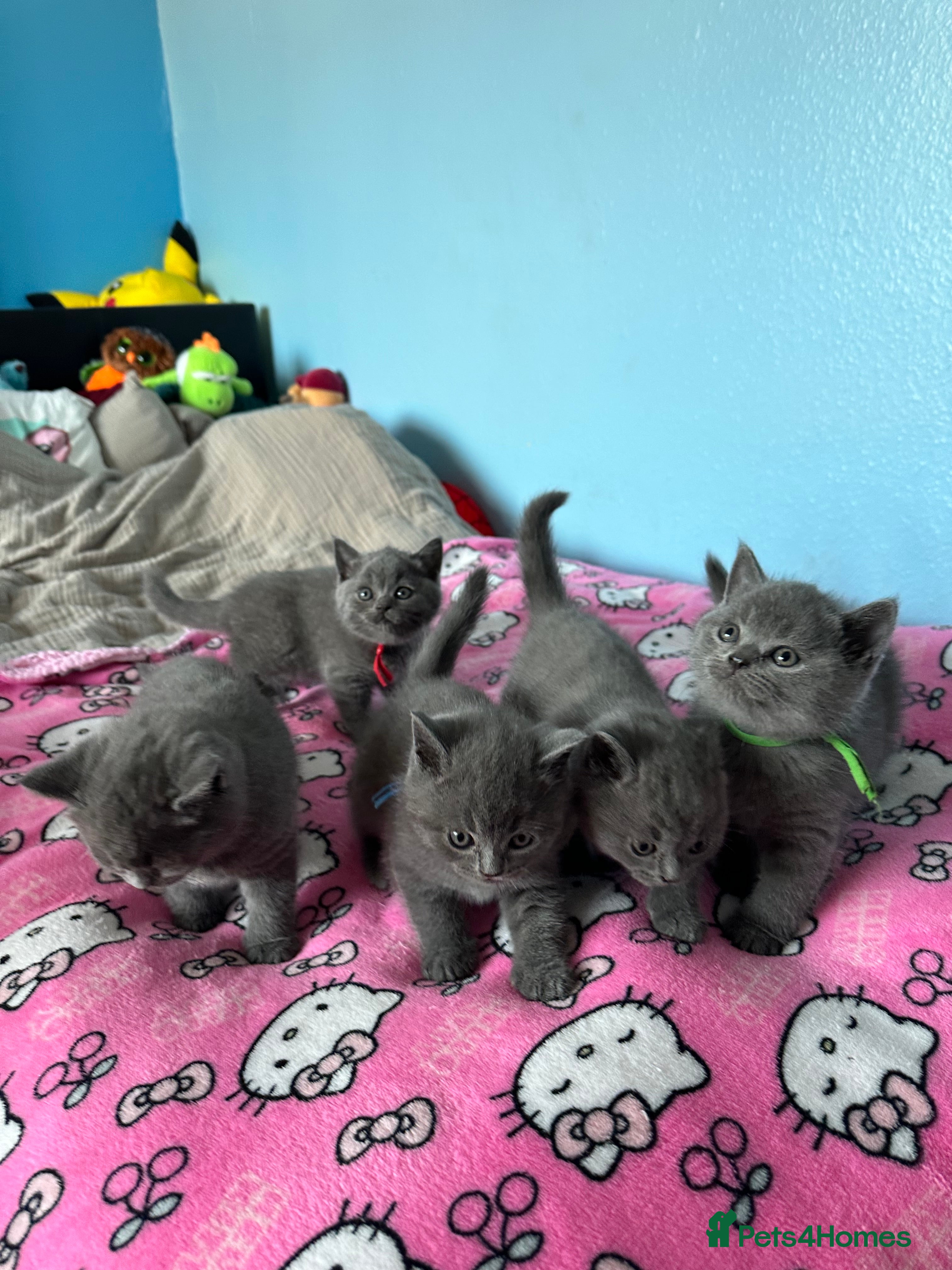 British Shorthair cats British short hair kittens - Advert 3