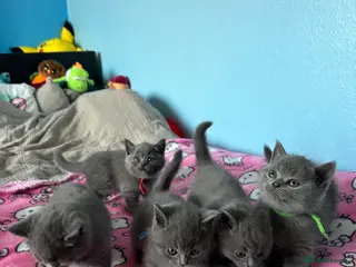 British Shorthair cats British short hair kittens - Advert 17
