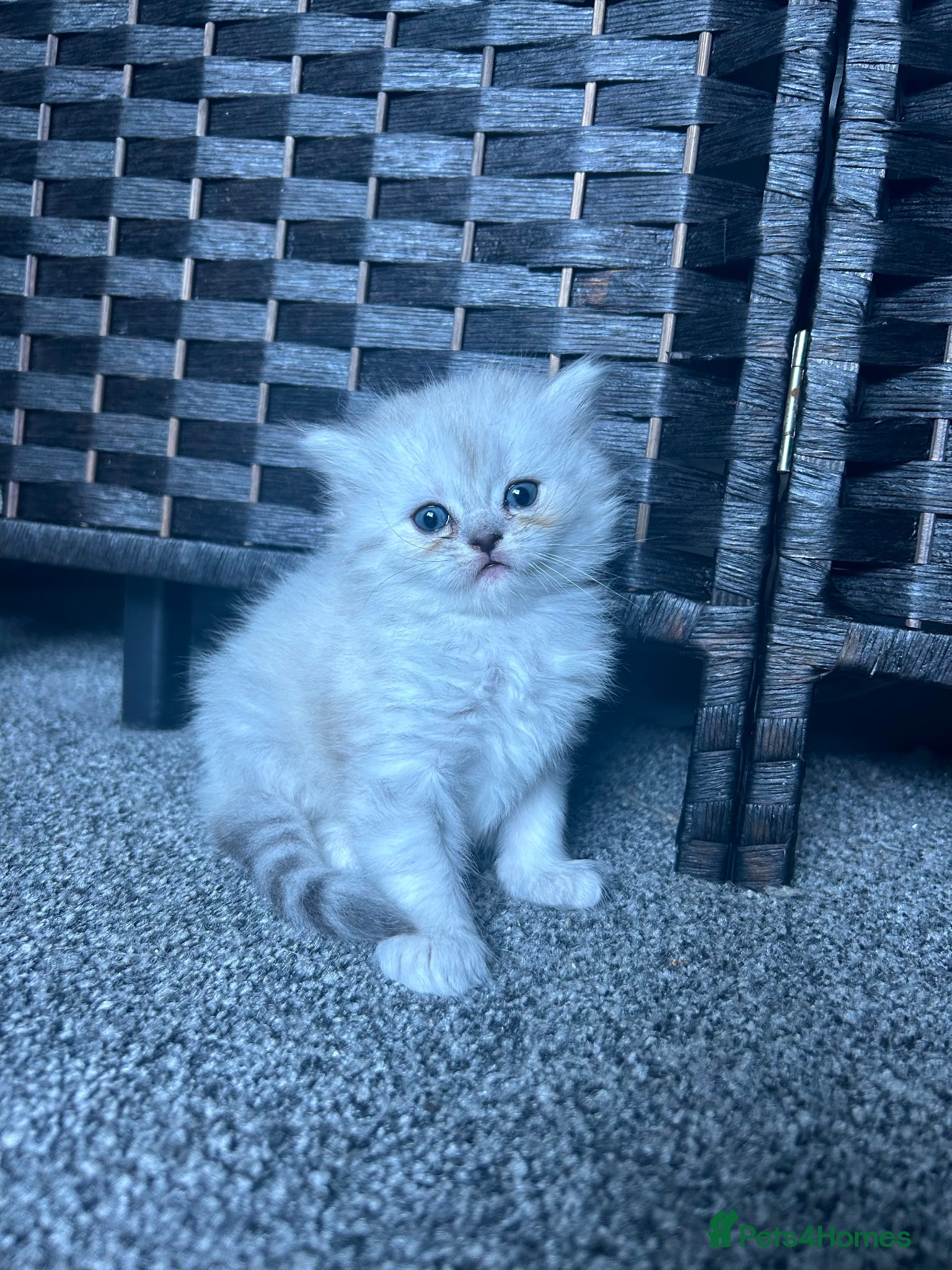 Perdoll cats for sale: Persian Kitty’s for sale 🩶 - Advert 14
