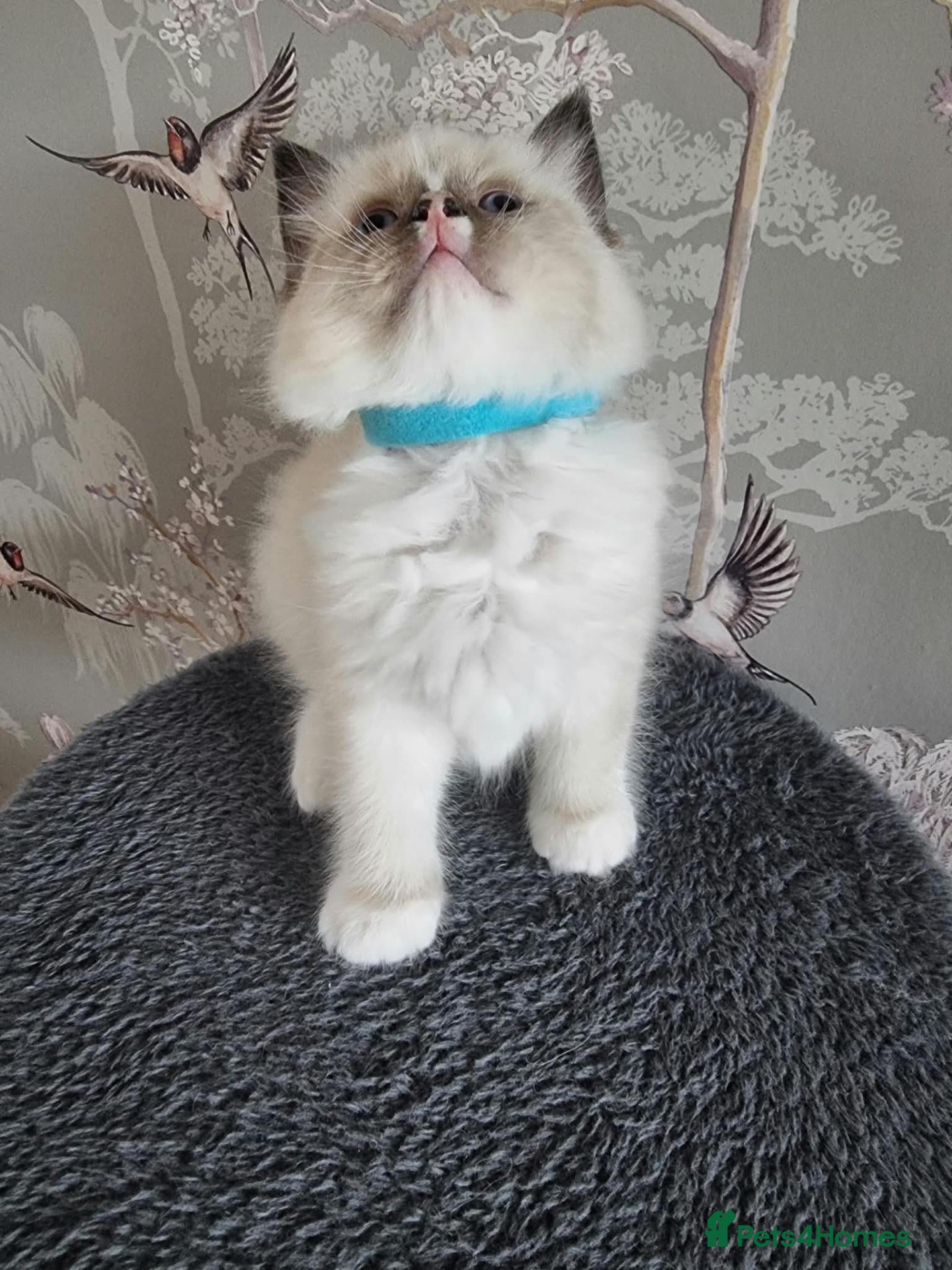 Ragdoll cats Ragdoll looking for home - Advert 1