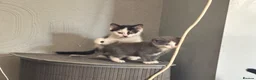 Mixed Breed cats for sale: Kittens ready now - Advert 4