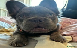 Mixed Breed dogs for sale: Fluffy Frenchie x Jackapoo  - Image 25