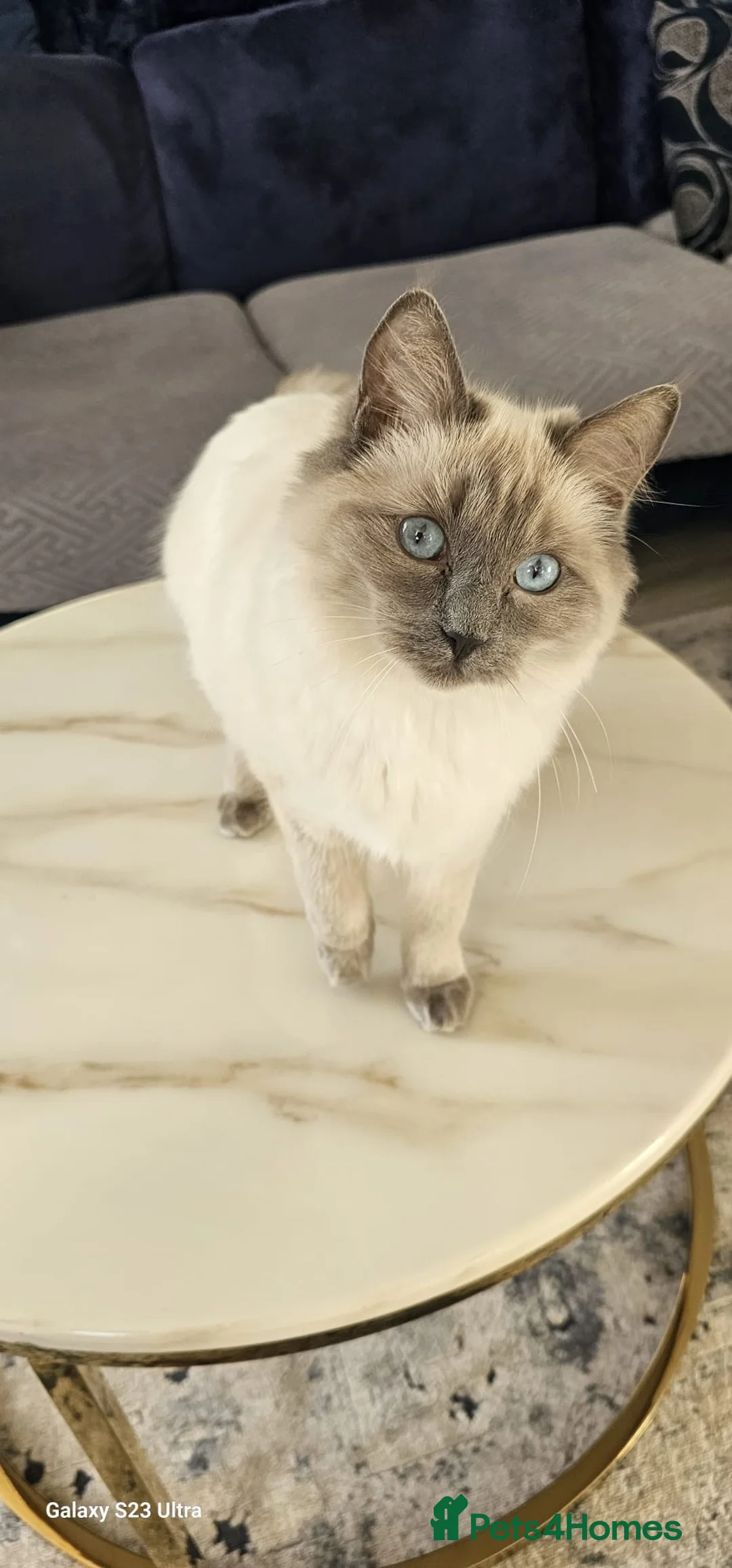Ragdoll cats for sale: Beautiful ragdoll - Advert 2