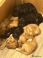 Cockapoo dogs - Advert 8