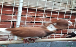 Pigeons birds for sale: 7 Pigeons for sale - Image 5