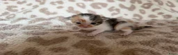 Mixed Breed cats for sale: Beautiful litter of kittens available! - Advert 8