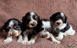 Cocker Spaniel dogs for sale: KC REG SHOW TYPE COCKER SPANIELS  - Image 14