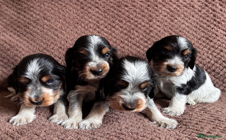 Cocker Spaniel dogs - Advert 13