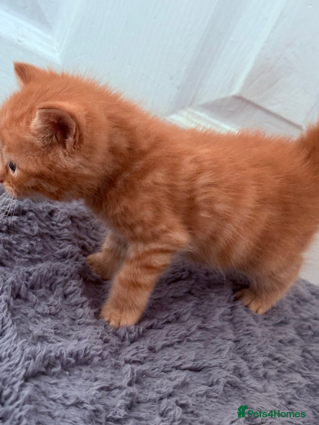 Mixed Breed cats for sale: Long Fur kittens for sale  - Image 10