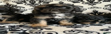 Fifi