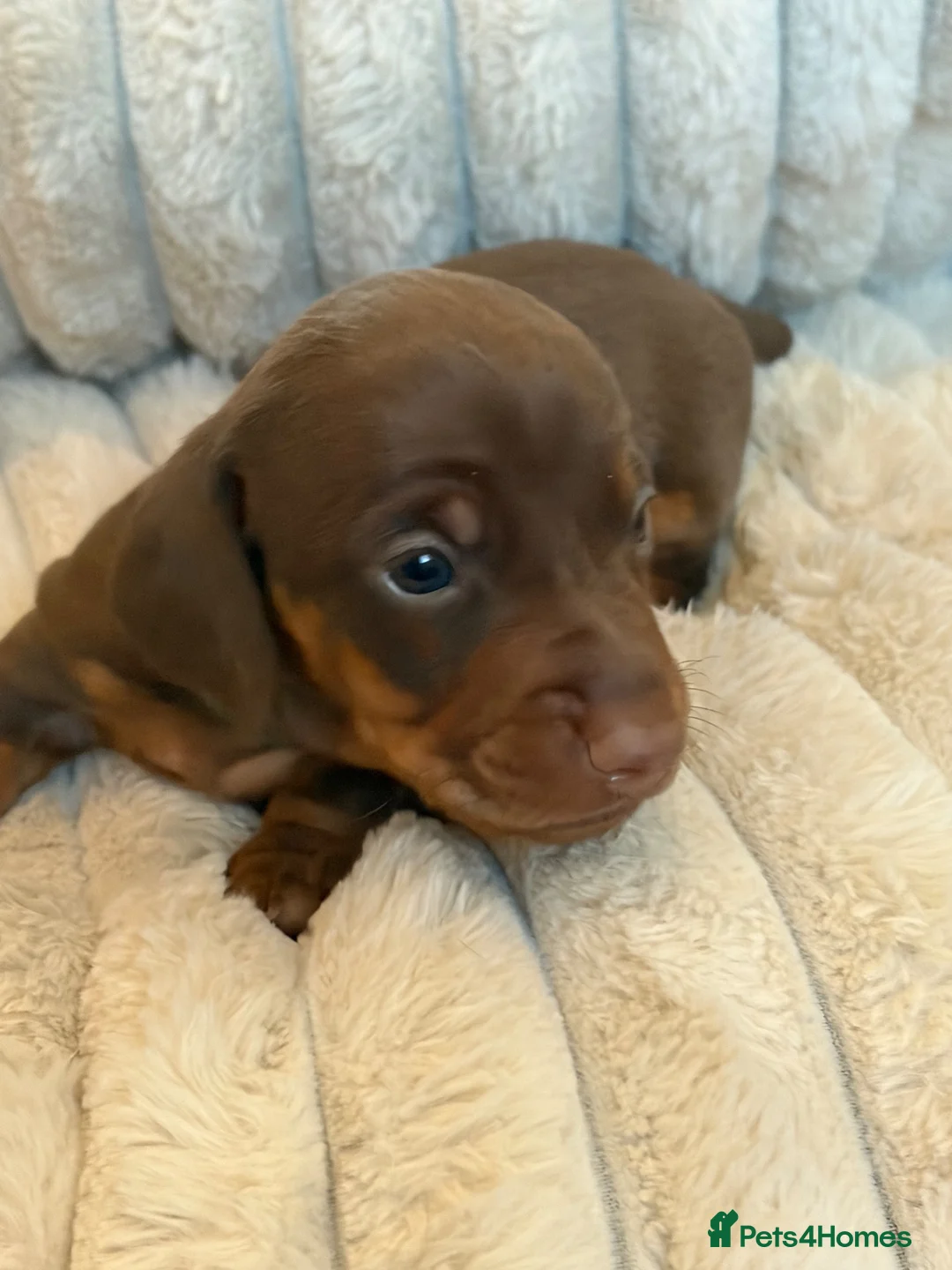 Miniature Dachshund dogs for sale: Miniature Dachshund Puppies  - Advert 1