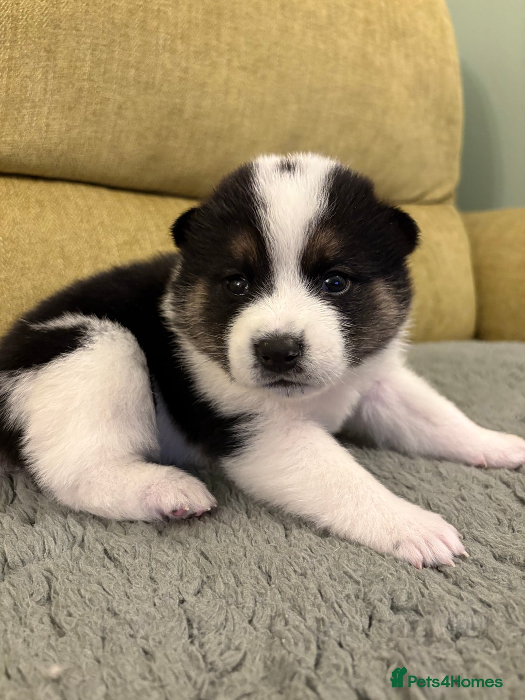 Mixed Breed dogs for sale: Pomskiba Inu Puppies. Shiba Inu x Pomsky - Advert 24