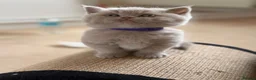 British Shorthair cats for sale: Loving Home-Raised British Shorthair Kittens - Advert 22