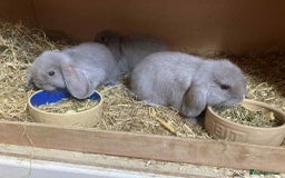 Mini Lop rabbits for sale: Mini lip rabbits for sale  - Image 2