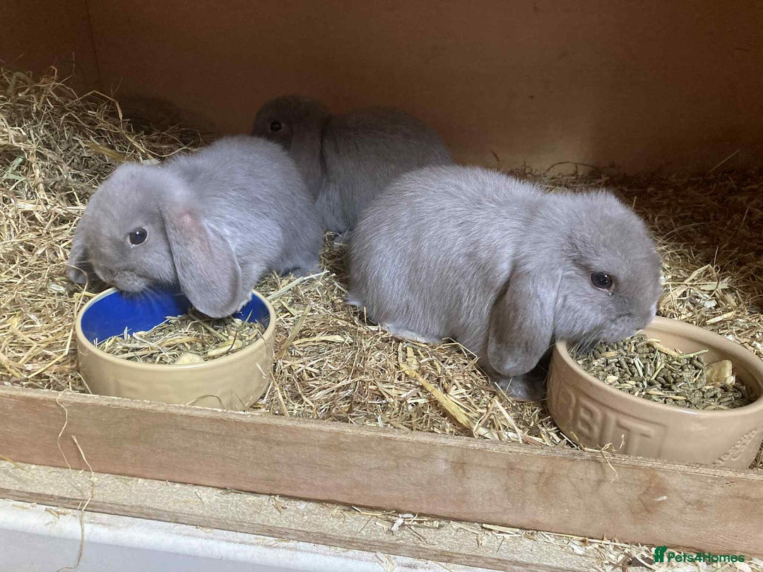 Mini Lop rabbits for sale: Mini lip rabbits for sale  - Image 2