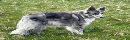 Border Collie dogs for sale: Border Collie Pups - Advert 2