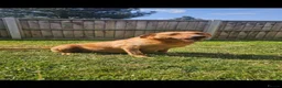 Goldador dogs for sale: Goldador puppies  - Advert 16