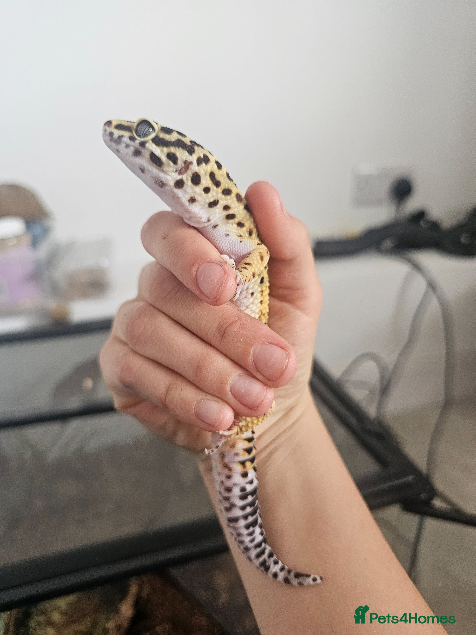 Leopard Gecko reptiles for sale: Male leopard gecko and equipment in Hemel Hempstead - Advert 5