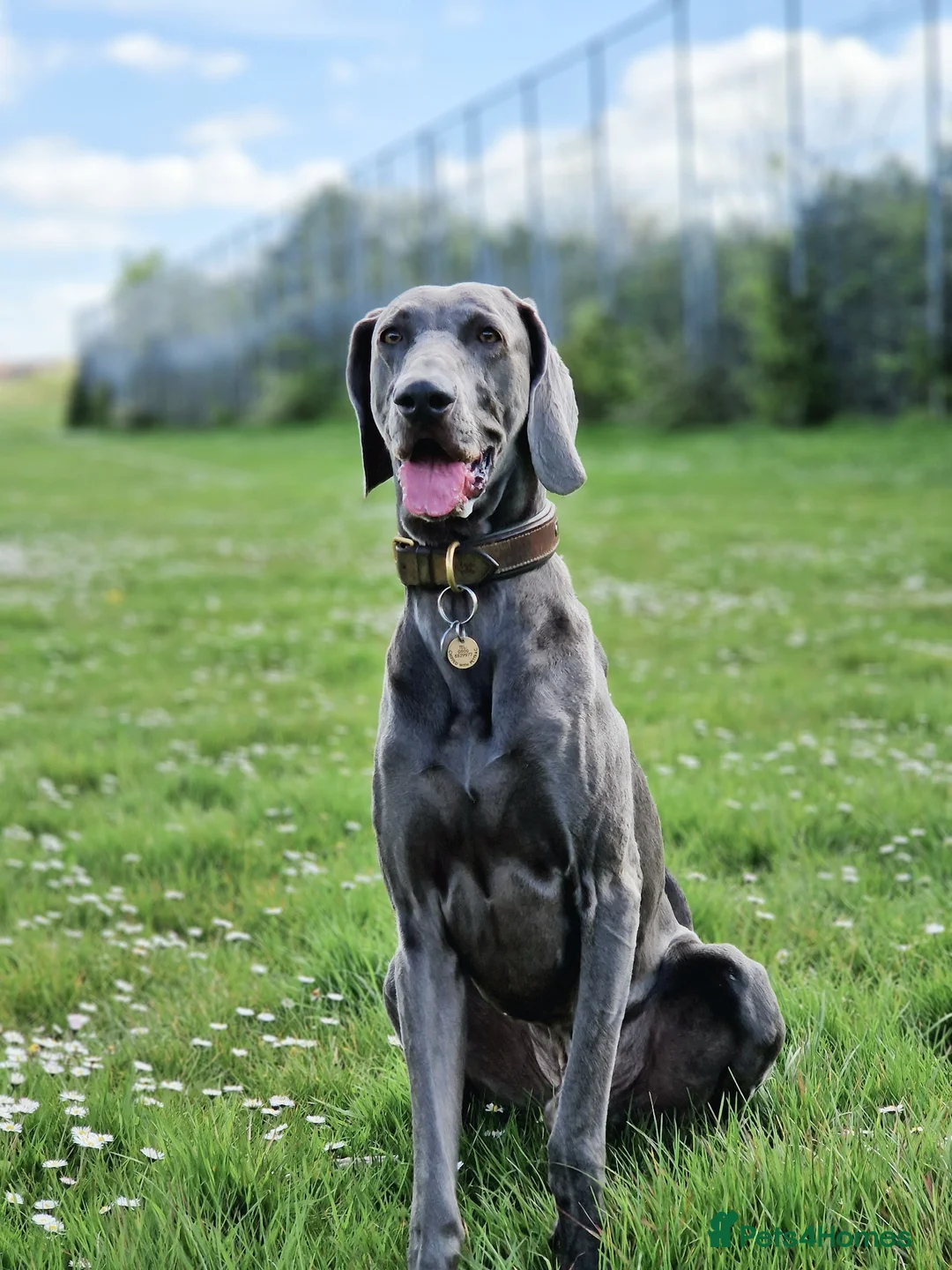 Weimaraner dogs for sale: 5 year old blue Weimaraner, KC registered 💙 - Advert 2
