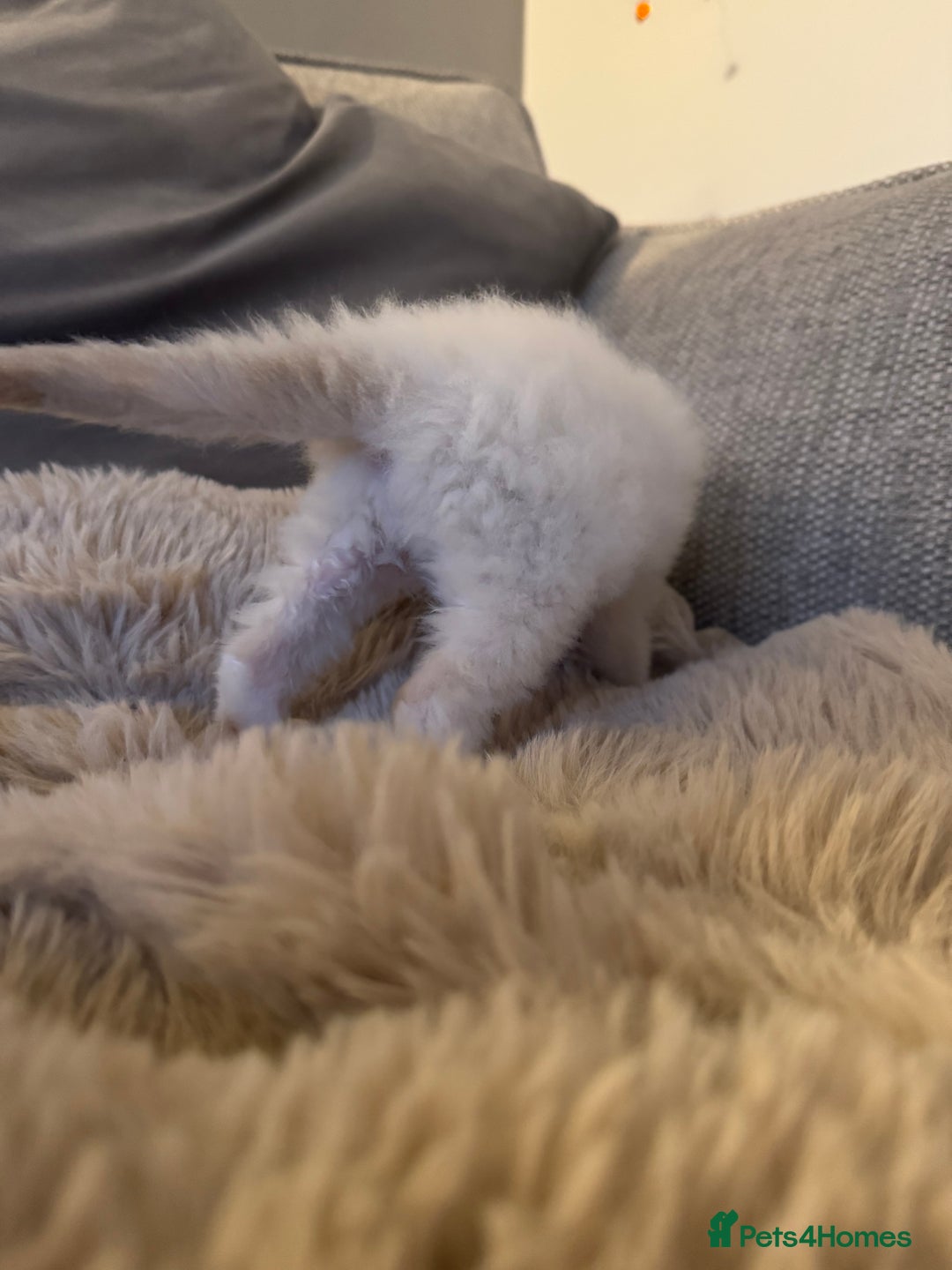 Ragdoll cats for sale: Absolutely Stunning litter of pure Ragdoll kittens - Advert 19