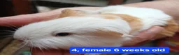 Guinea Pig rodents for sale: Guinea pigs  - Advert 4