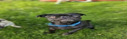 Pug dogs for stud: Boy ready to stud  - Advert 4