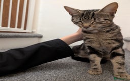 Bengal cats for sale: Coco the cat - Image 2