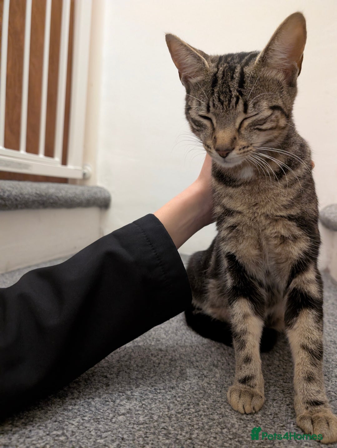 Bengal cats for sale: Coco the cat - Image 2