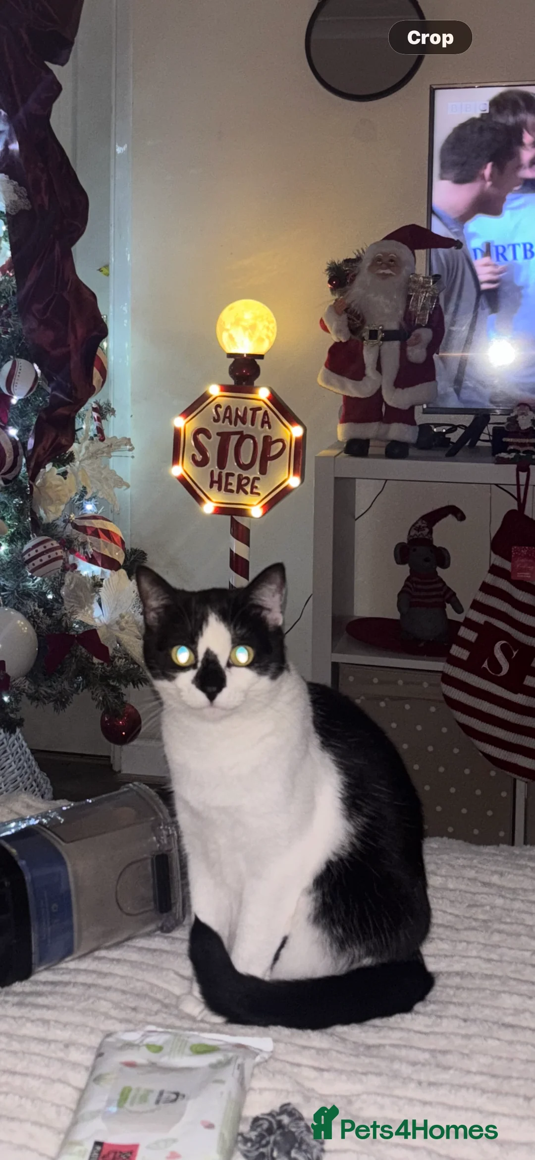 Mixed Breed cats for sale: Female cat 2 years old named Dottie  - Advert 2