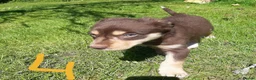 Mixed Breed dogs for sale: Collie × Kelpie pups near Cowbridge  - Advert 5