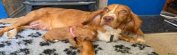 Cocker Spaniel dogs for sale: Cocker spaniel puppies kc registered  in Pulborough - Advert 16