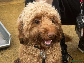 Cavapoo dogs - Advert 5