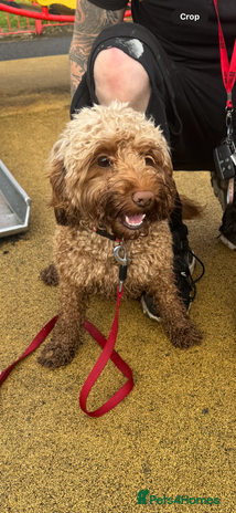 Cavapoo dogs - Advert 1