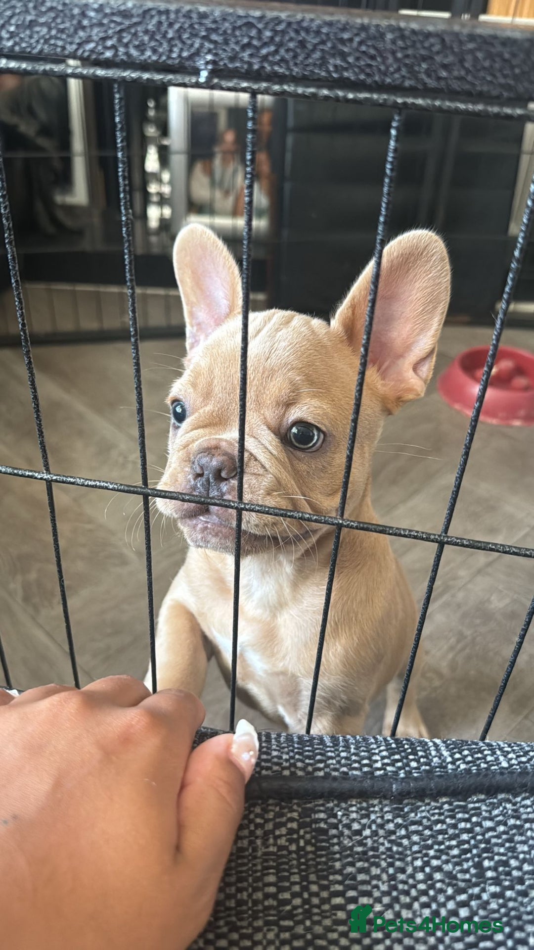 French Bulldog dogs for sale: 🐾Rare NewShade L4 French Bulldogs kC registered🐾 - Image 5
