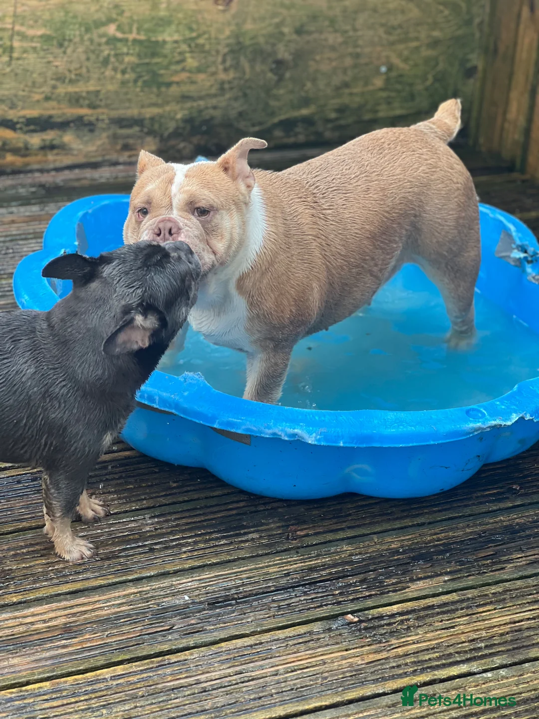 English Bulldog dogs for sale: English bulldog cross chow - Advert 2