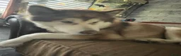 Alaskan Malamute dogs for sale: Shadow - Advert 4