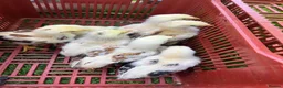 Chickens poultry for sale: Indio Gigante *Portuguese bloodlines* Rare in Caldicot - Advert 4