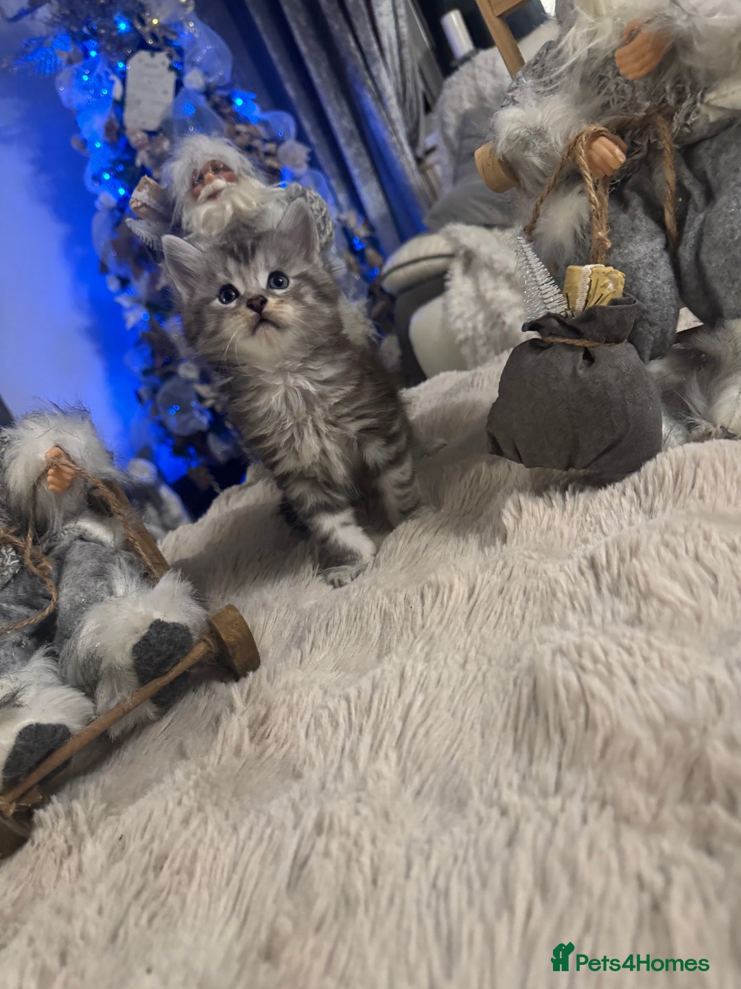 Maine Coon cats for sale: Last male left stunning Maine coon-  - Advert 8