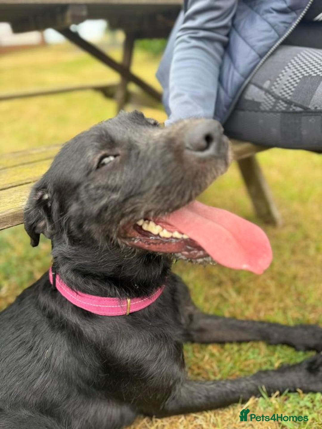 Mixed Breed dogs for adoption: 💙SCOUT- 16 month Lab cross fading in kennels💙 - Advert 9