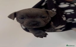 Staffordshire Bull Terrier dogs for sale: 💙Stunning Blue Staffordshire Bull Terrier Pups 💙 - Image 7