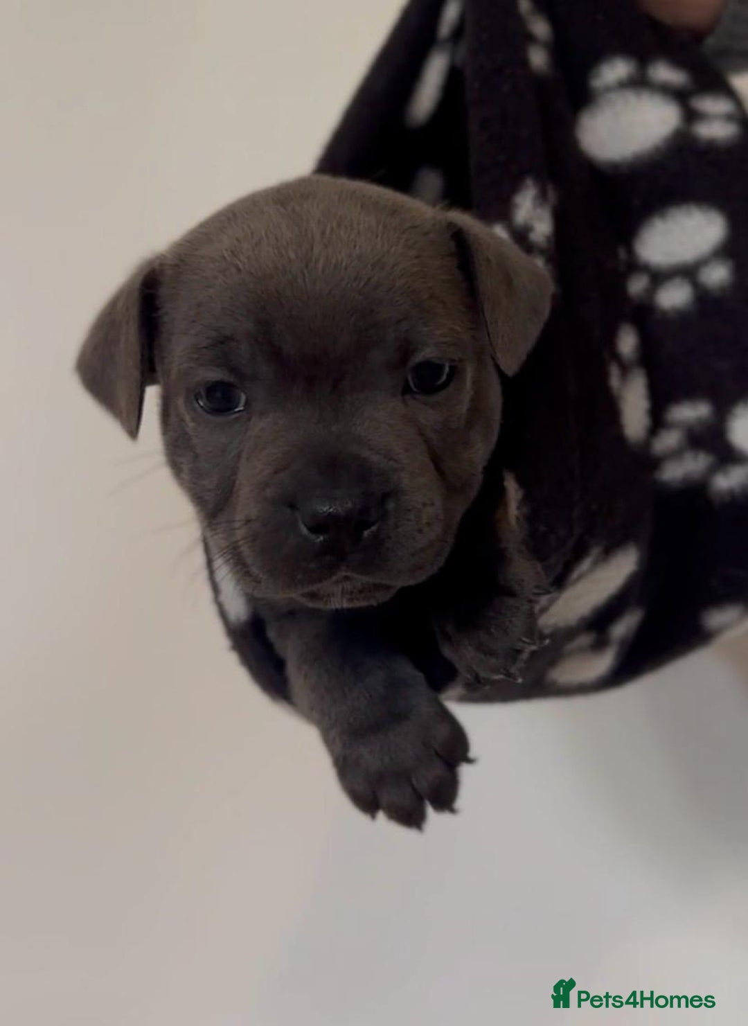 Staffordshire Bull Terrier dogs for sale: 💙Stunning Blue Staffordshire Bull Terrier Pups 💙 - Image 7