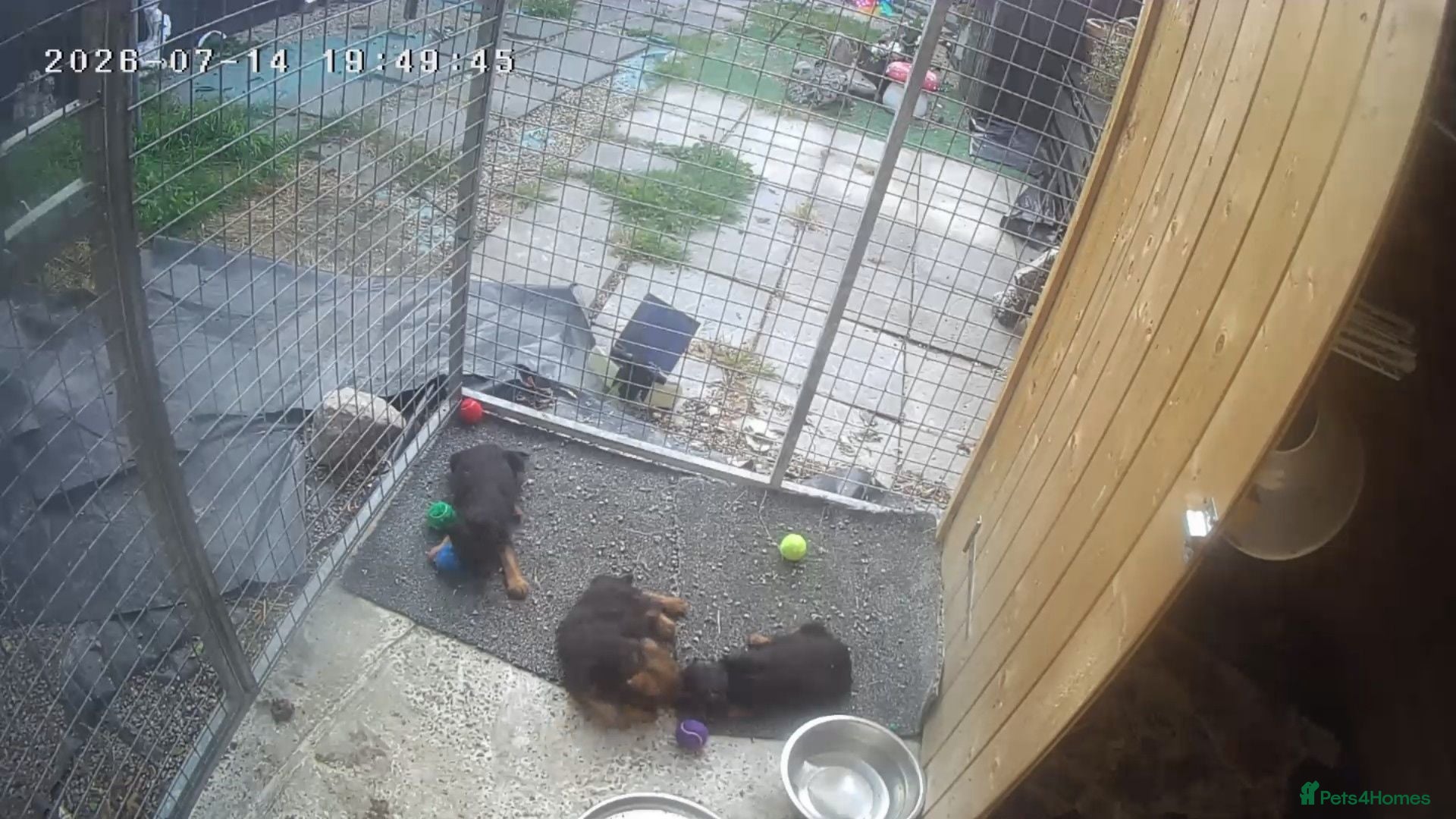 Border Terrier dogs 2 little men and 1 little ladie  - Advert 4