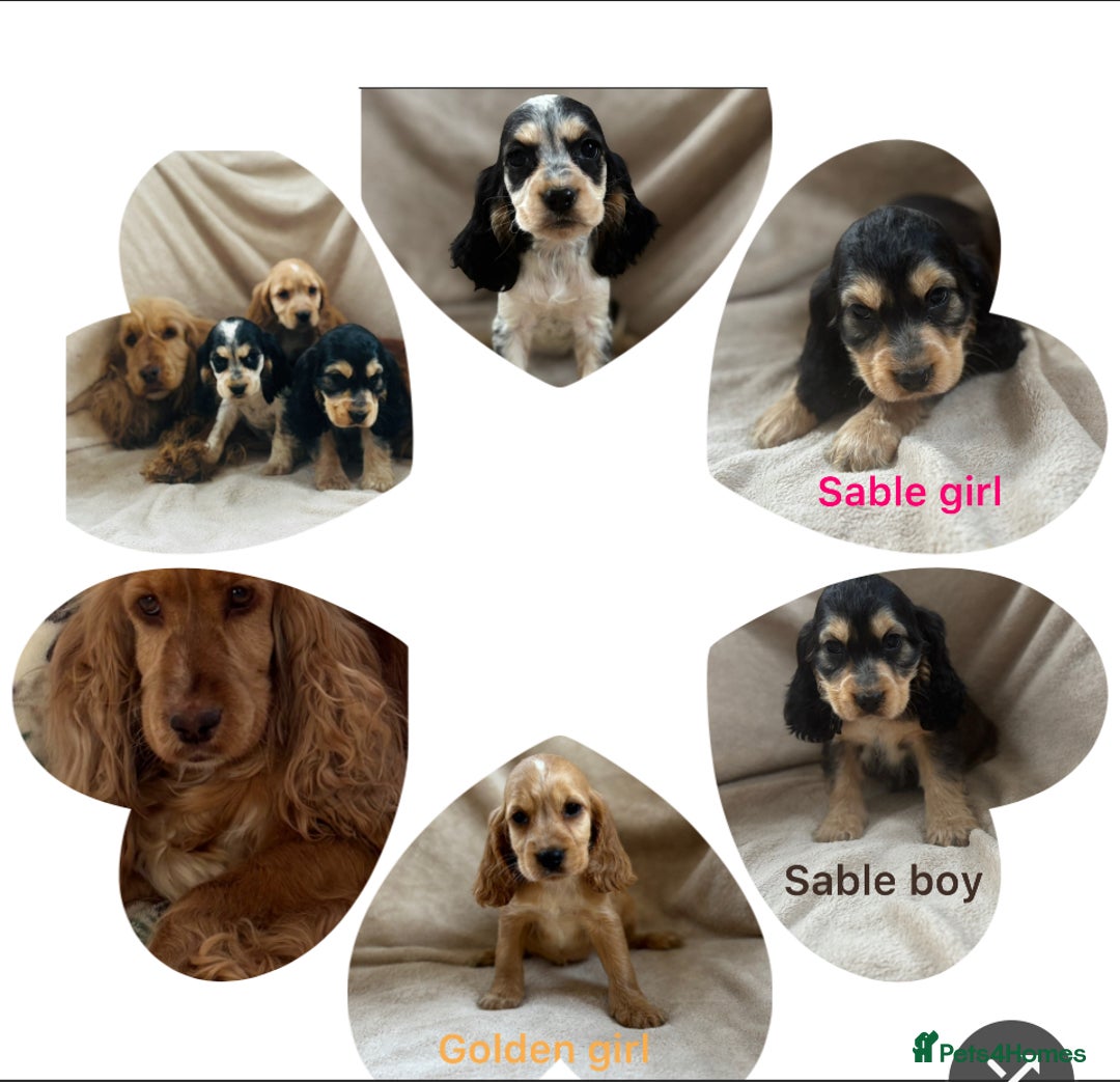 Cocker Spaniel dogs for sale: Show type cocker spaniel  - Image 8