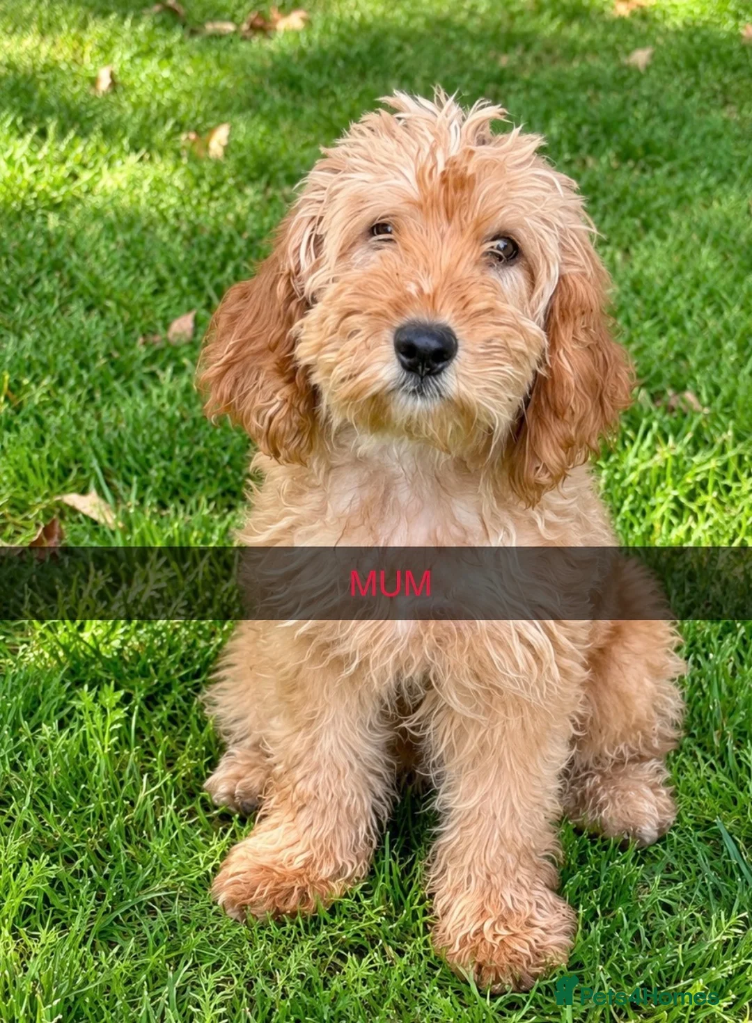 Toy Poodle dogs for sale: Toy poodle pups  - Advert 1