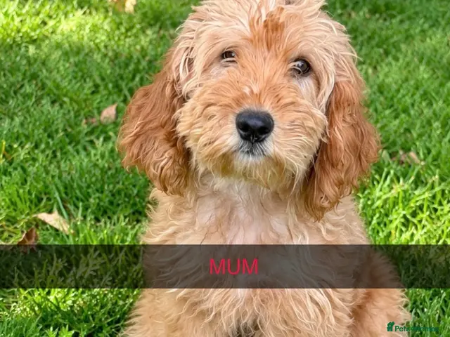 Cockapoo dogs for sale: Cockapoo - Advert 1