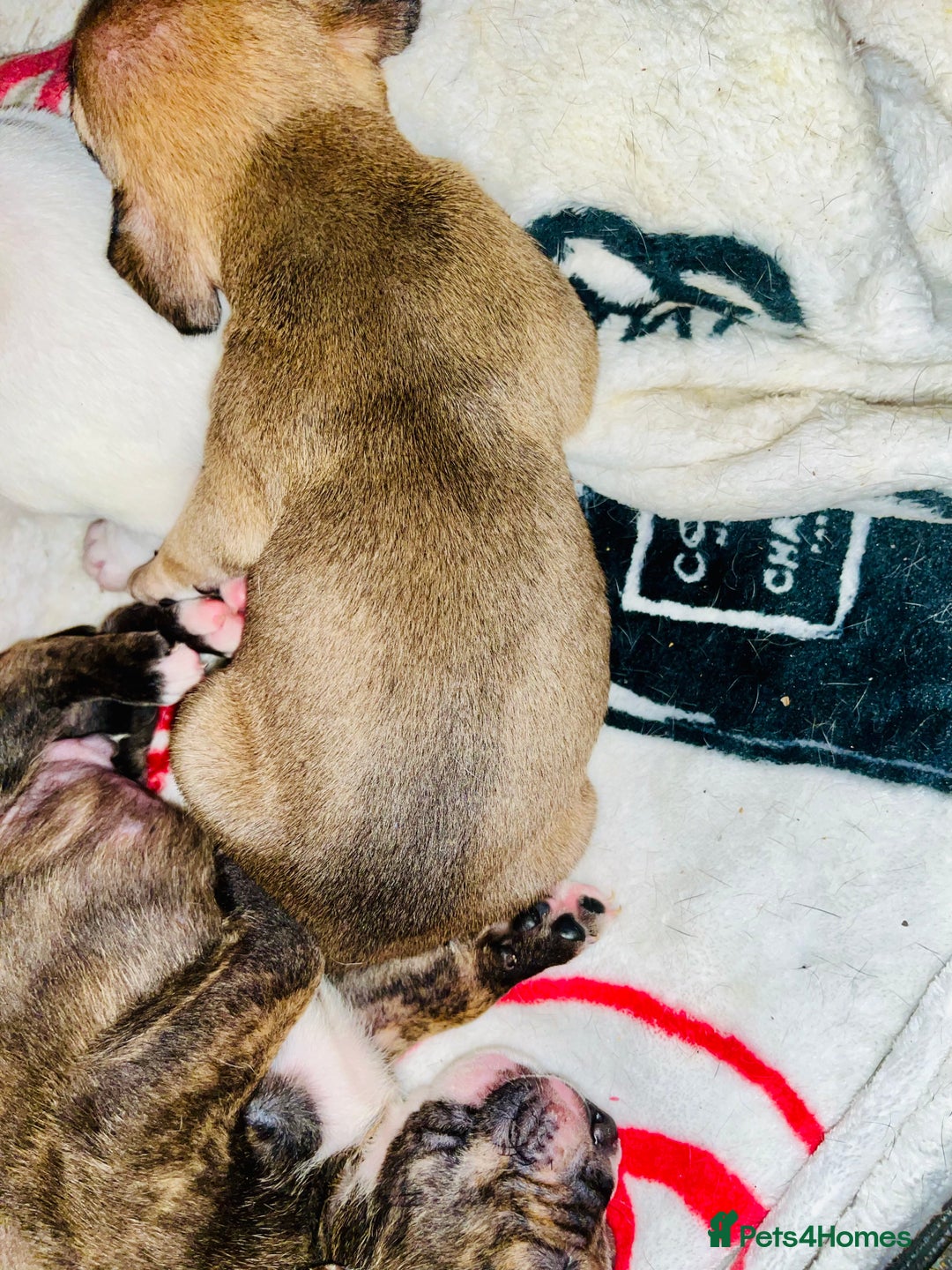 American Bull Staffy dogs for sale: Beautiful American bulldog x staff puppies   - Image 21